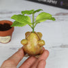 Peppermint Seedling Pre-Order