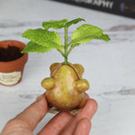 Peppermint Seedling Pre-Order