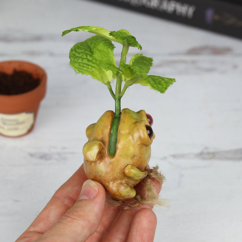 Peppermint Seedling Pre-Order