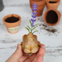 Snoozy the Lavender Seedling