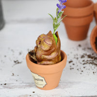 Snoresy the Lavender Seedling